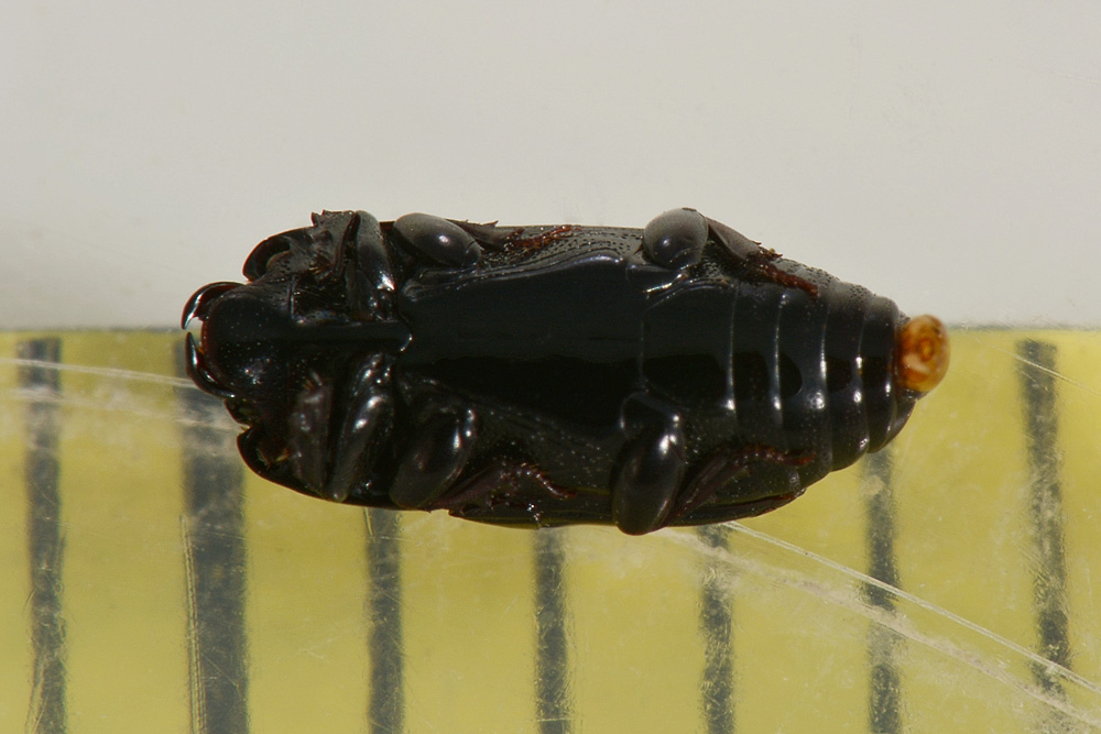Cylister elongatus (Histeridae)